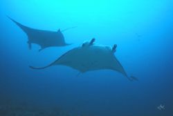 A pair of flying Manta Rays in the blue.
Nik V, 15mm len... by Mike Clark 